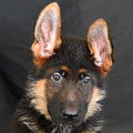 German Shepherd puppy temperament and pack role evaluation