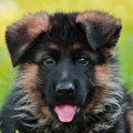 Personalized German Shepherd puppy matching