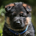 Canine behavioral traits for training and performance