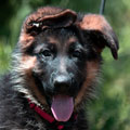 Choosing the right German Shepherd puppy