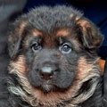 German Shepherd alpha beta omega profiles