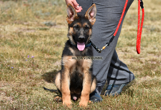 Trained German shepherd puppy for sale Trained German shepherd puppy