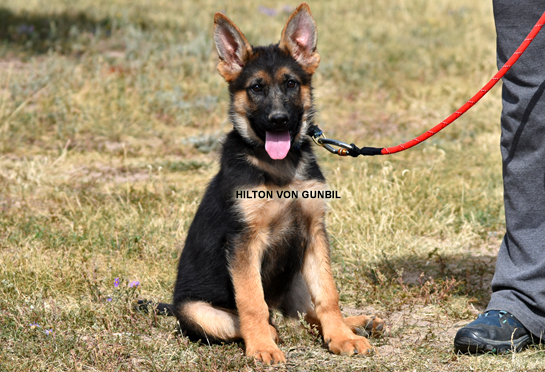 Trained puppy for sale Trained puppy
