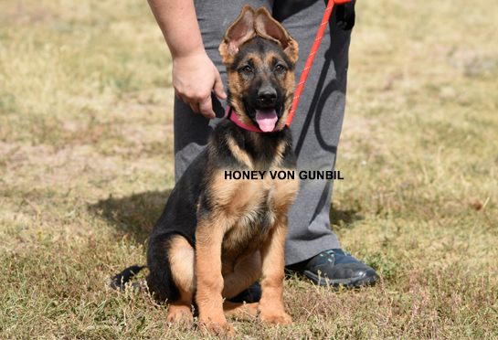 Trained German shepherd female puppy