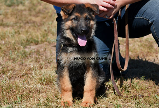 Trained German shepherd puppy