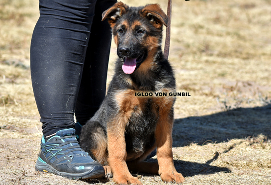 Trained female puppy for sale Trained female puppy