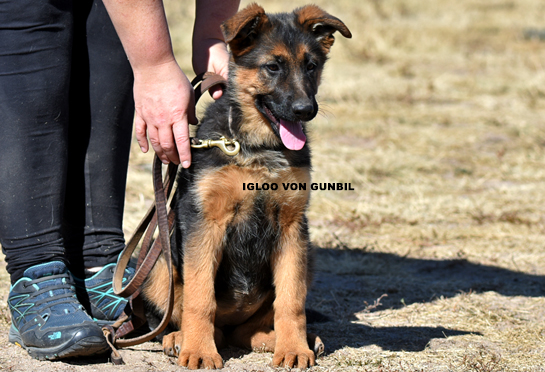 Trained German shepherd female puppy for sale Trained German shepherd female puppy