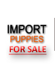 Import puppies for sale