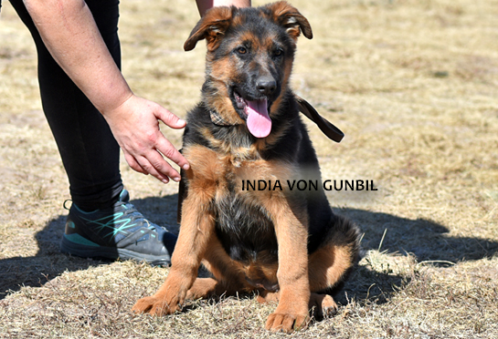 Trained female puppy for sale Trained puppy