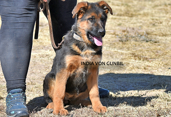 Trained German shepherd female puppy for sale German shepherd trained female puppy