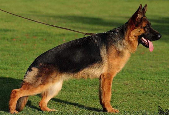 Champion German shepherds German shepherd import puppies from Germany