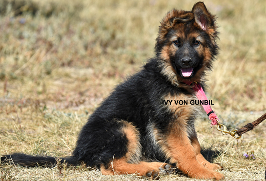 Trained German shepherd puppy