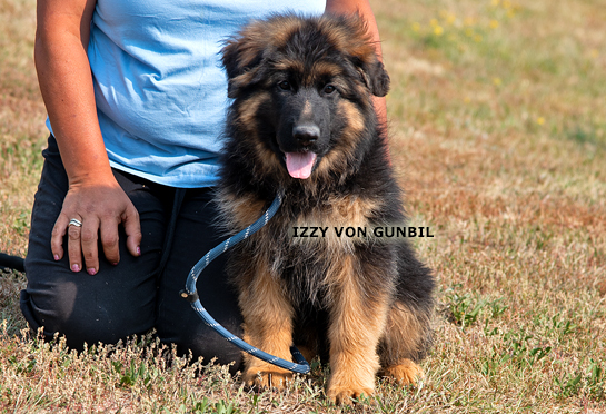 Trained male puppy name Izzy