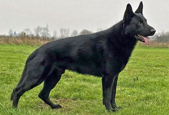 Keagan - Black German Shepherd stud