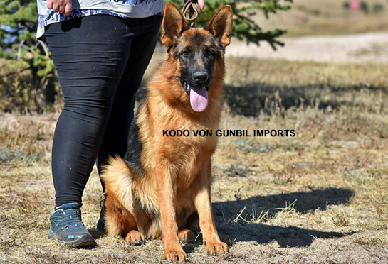 Kodo - Trained dog for sale