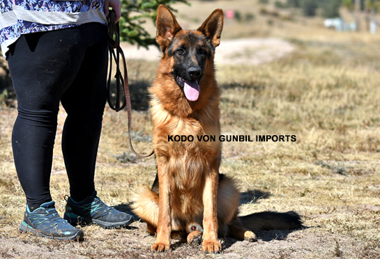 Kodo - Trained dogs for sale