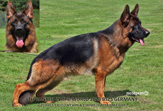 German shepherd stud in Colorado German shepherd breeder in Larkspur, Colorado, Yahoo von Gunbil