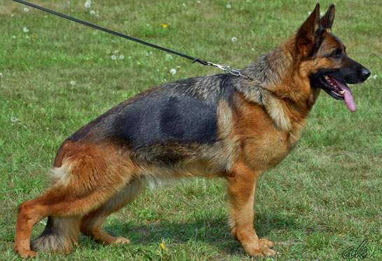 World Champion German Shepherd Puppies