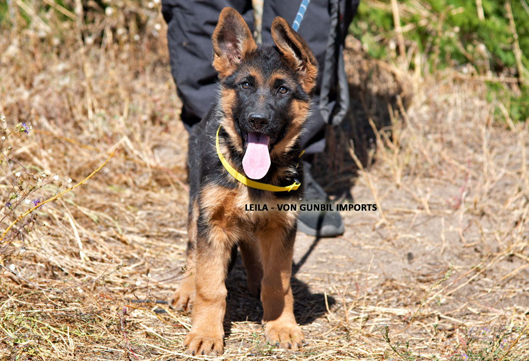 Trained German shepherd import puppy