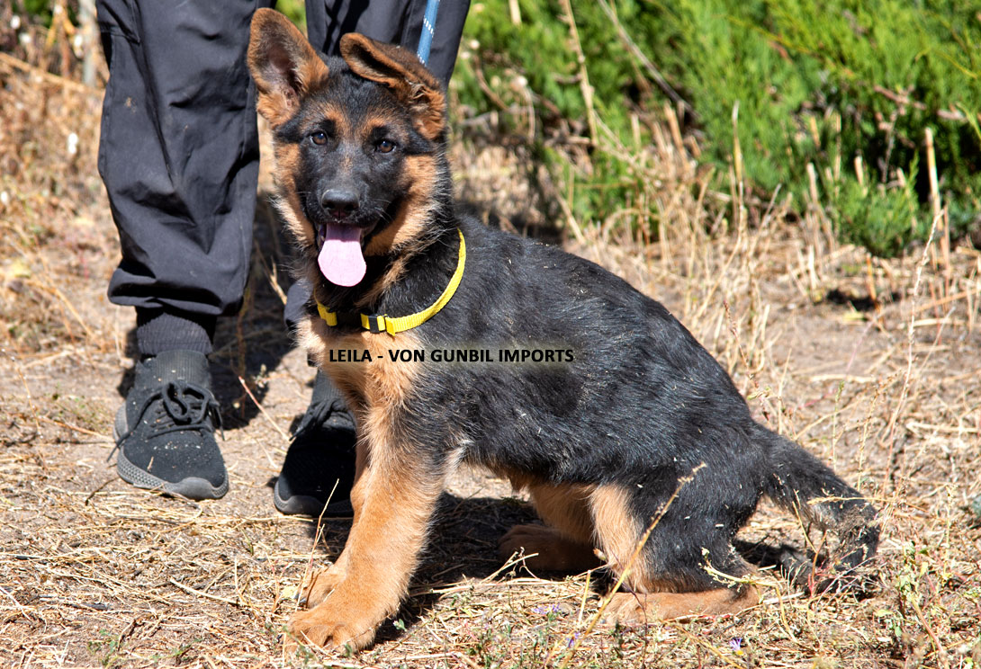 German shepherd trained import puppies for sale