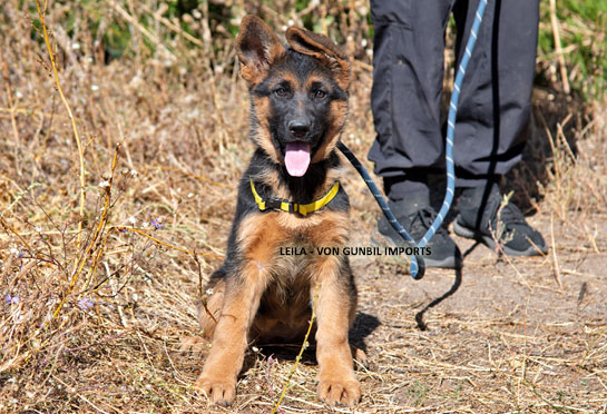 Trained German shepherd male puppy name Leila