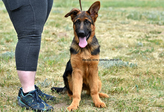 World class trained german shepherd puppies for sale