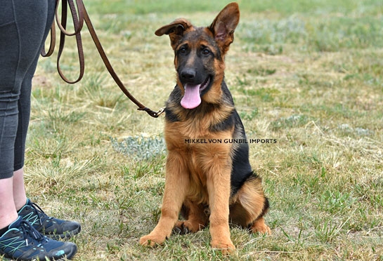 German shepherd female puppies for sale