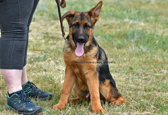 German shepherd female puppies for sale
