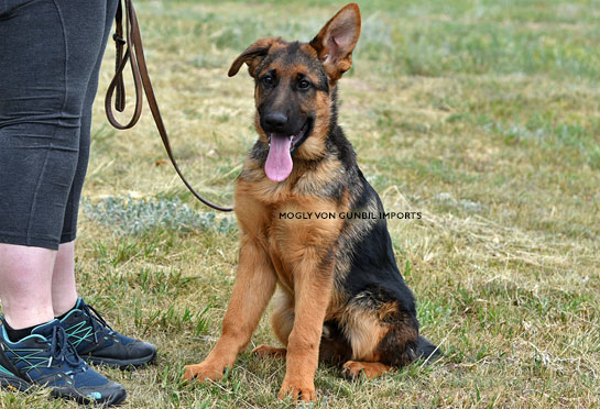 World class trained german shepherd puppies for sale