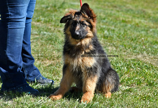 German shepherd female puppies for sale