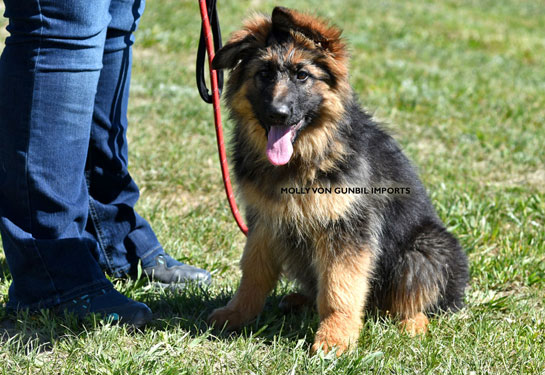 World class trained german shepherd puppies for sale