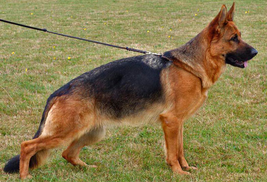 Champion German shepherd dam Grandaughter of Vegas du Haut Mansard
