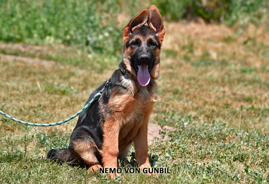 Nemo, trained puppy for sale