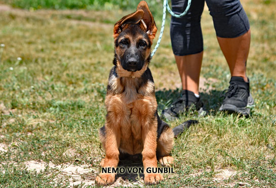Nemo, trained German shepherd male puppy for sale