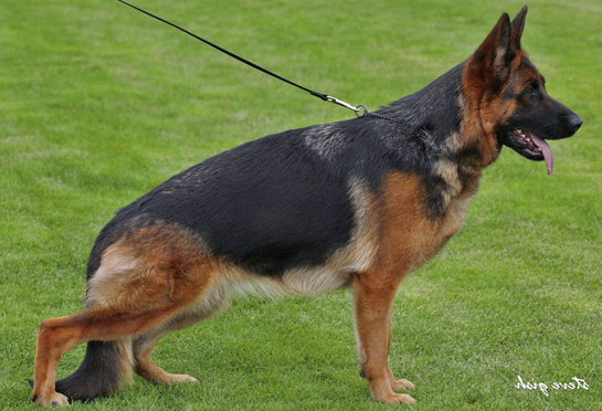 Puppies from the daughter of Kampus vom Drei Birkenzwinger (world champion 2019) The granddaughter of Omen vom Radhaus (world champion 2014).