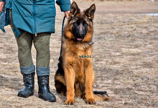 Neros - Trained dog for sale