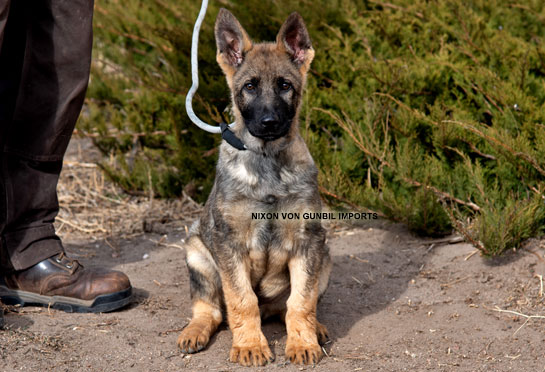 Trained German shepherd male puppy name Nixon