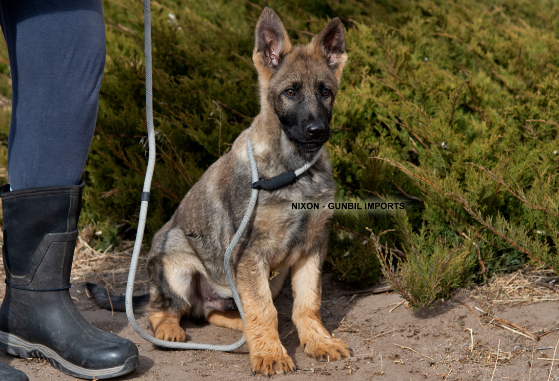 Nixon, working male puppy from Germany