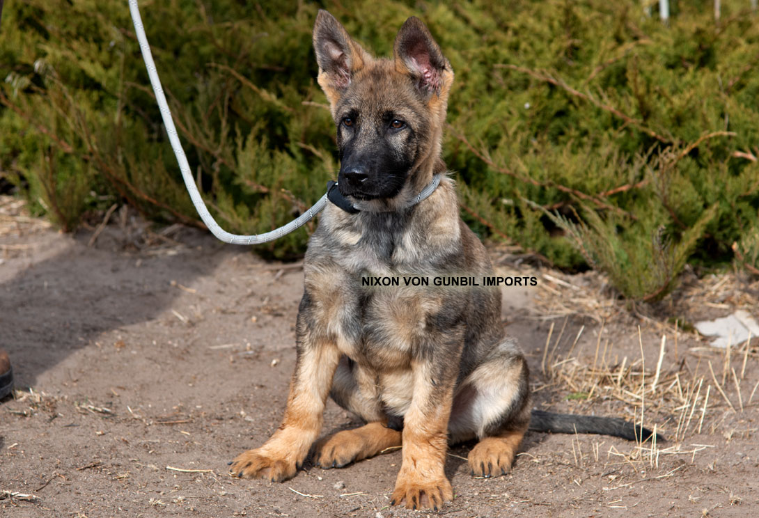 Trained German shepherd working puppy