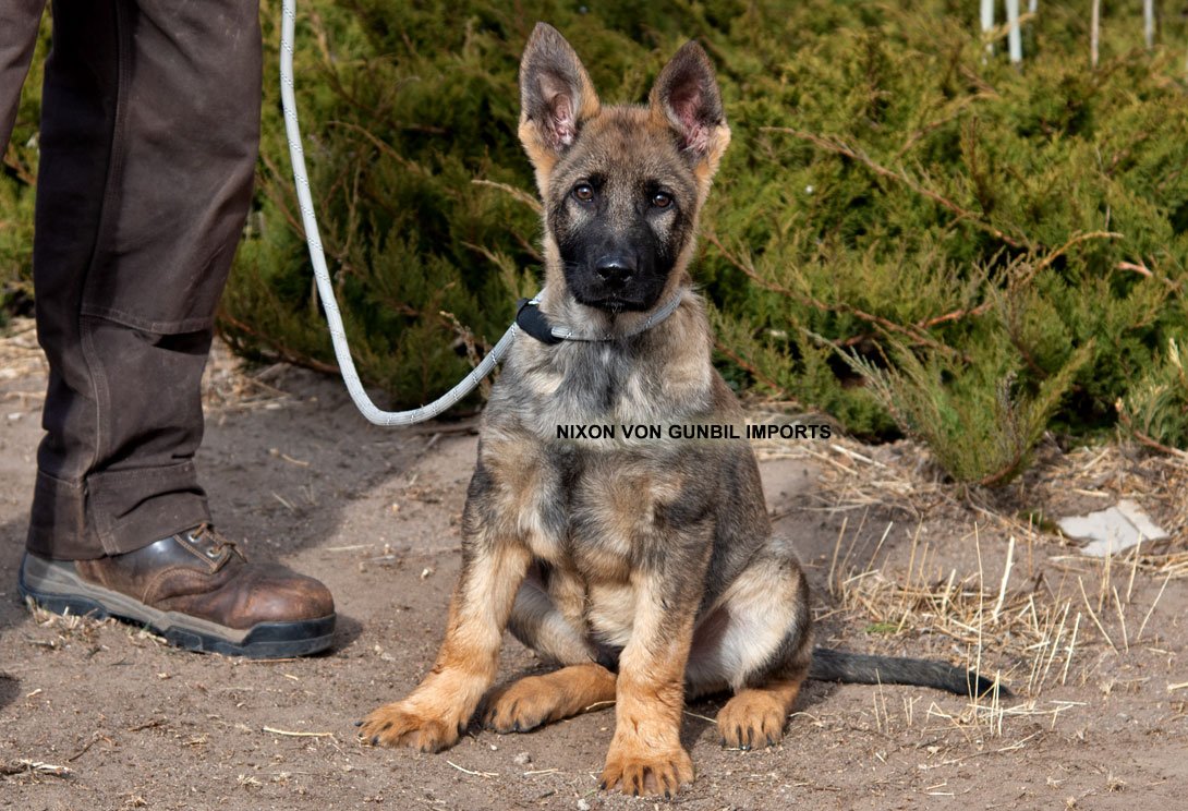 Trained male working import puppy