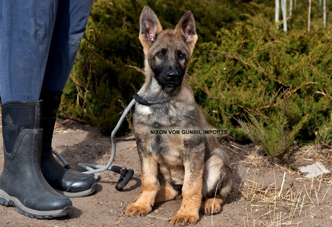 German shepherd trained working puppies for sale