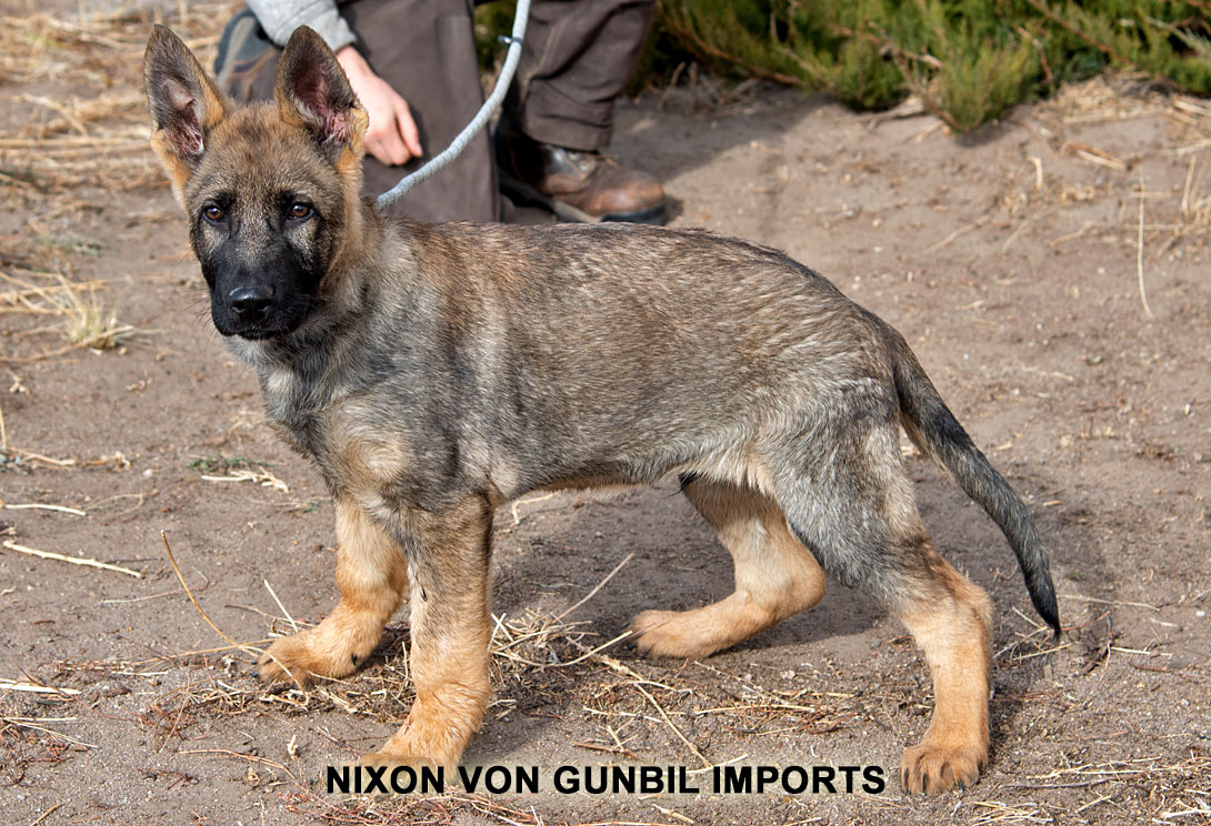 Trained puppy - German shepherd working puppies