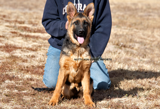 Trained German shepherd male puppy
