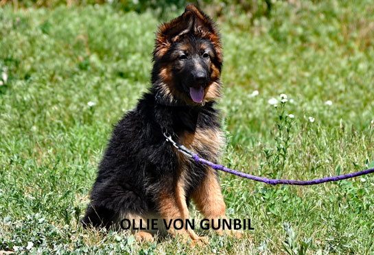 Ollie, trained German shepherd female puppy for sale