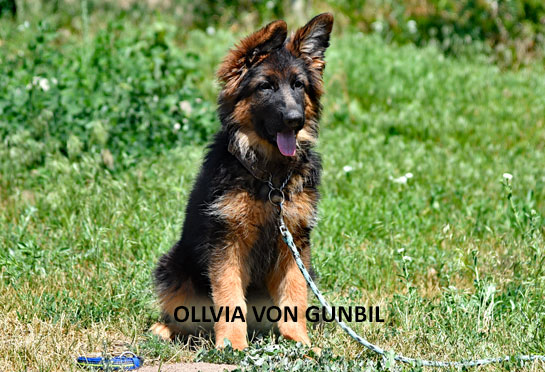 Ollivia, trained puppy for sale