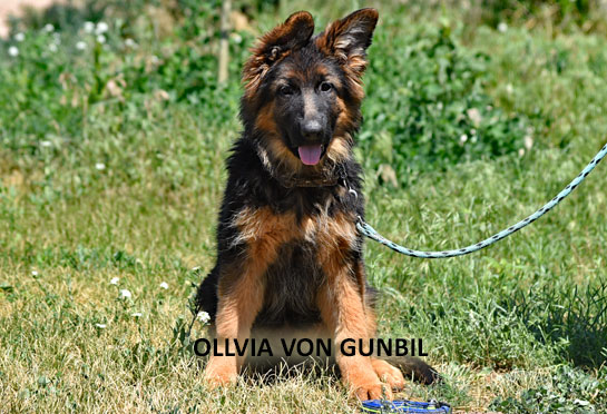 Ollivia, trained German shepherd female puppy for sale