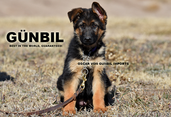 Oscar von Gunbil Impports - Trained German shepherd puppy