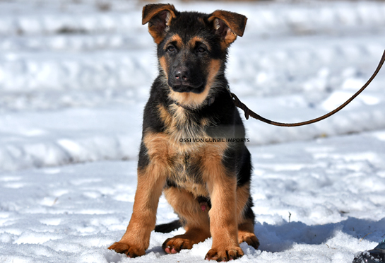 Trained German shepherd male puppies for sale