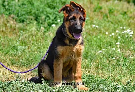 Ozzie, trained puppy for sale