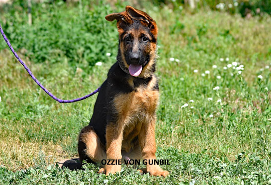 Ozzie, trained German Shepherd male puppy for sale